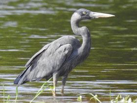Фото Мадагаскарская цапля