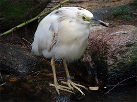 Фото Мадагаскарская прудовая цапля