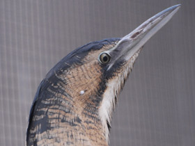 Фото Большая выпь