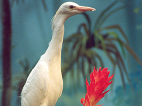 Египетская цапля