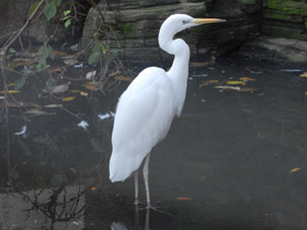 Фото Большая белая цапля