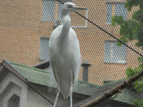 Фото Большая белая цапля