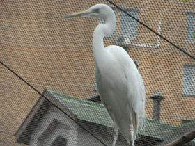 Фото Большая белая цапля