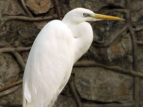 Фото Большая белая цапля