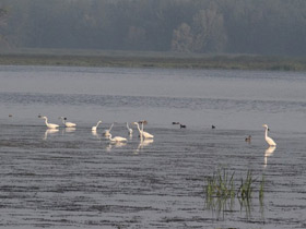 Фото Большая белая цапля