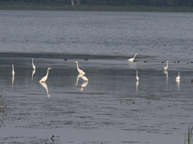 Фото Большая белая цапля