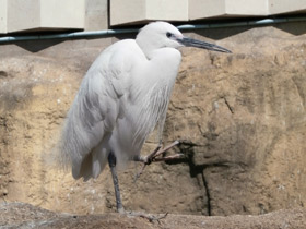 Фото Малая белая цапля