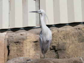 Фото Малая белая цапля