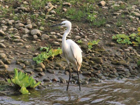 Фото Малая белая цапля