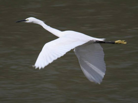 Фото Малая белая цапля