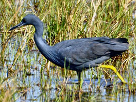 Фото Рыжегорлая цапля