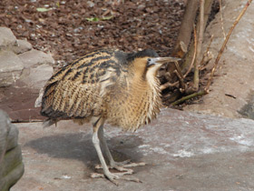 Фото Волчок