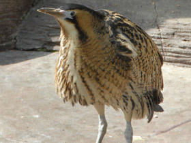 Фото Волчок