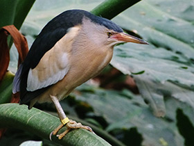 Фото Волчок