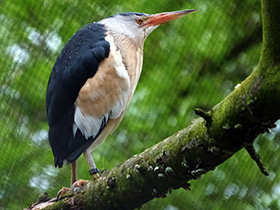 Фото Волчок