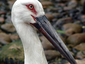 Дальневосточный аист