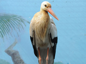 Фото Самые высоколетающие птицы