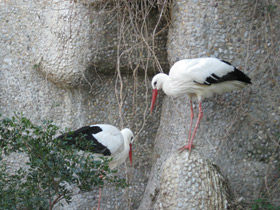 Фото Самые высоколетающие птицы