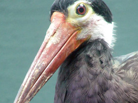 Малайский шерстистошейный аист