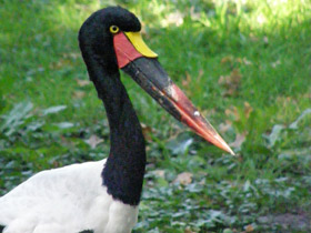 Фото Седлоклювый ябиру