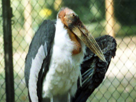 Фото Индийский марабу