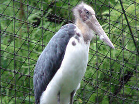 Фото Яванский марабу