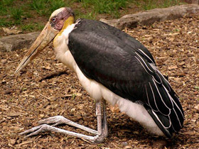 Фото Яванский марабу