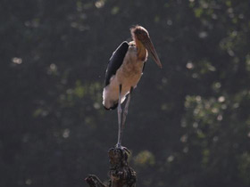 Фото Яванский марабу