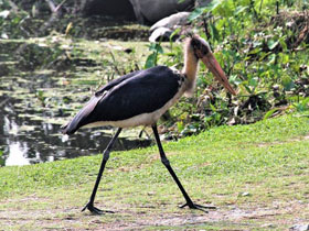 Фото Яванский марабу