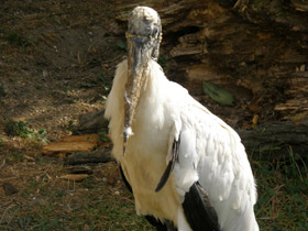 Фото Американский клювач