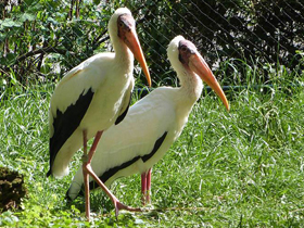 Фото Серый клювач