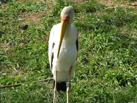 Фото Африканский клювач
