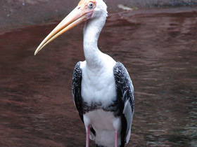 Фото Африканский клювач