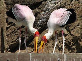 Фото Африканский клювач