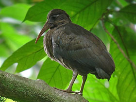 Фото Саотомский ибис