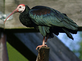 Фото Лысый ибис