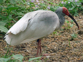 Фото Красноногий ибис