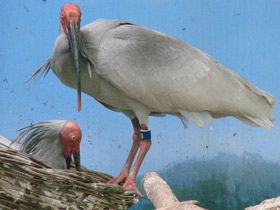 Фото Красноногий ибис