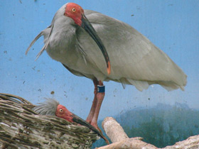 Фото Красноногий ибис