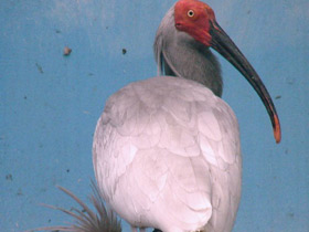 Фото Красноногий ибис