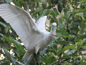 Фото Колпица