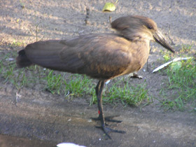 Фото Молотоглав