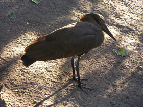 Фото Молотоглав