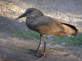 Фото Молотоглав