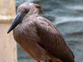 Фото Молотоглав