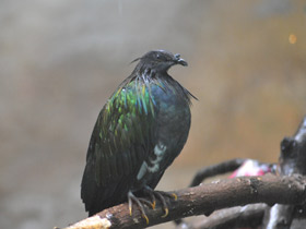 Смотреть фото Никобарский голубь Фото Никобарский голубь