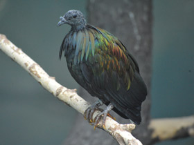 Смотреть фото Никобарский голубь Фото Никобарский голубь