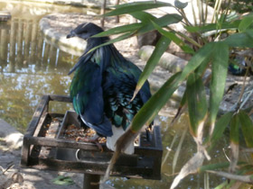 Смотреть фото Никобарский голубь Фото Никобарский голубь