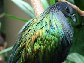 Смотреть фото Никобарский голубь Фото Никобарский голубь