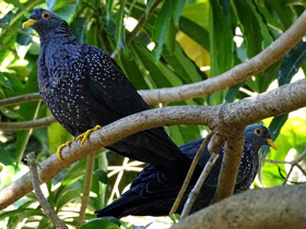 Оливковый голубь